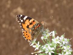 亀久保西公園付近のニラの花に留まっている蝶