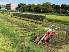 JR入谷駅裏の稲刈り風景