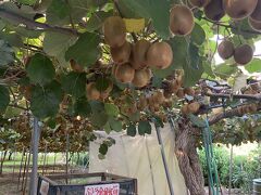 加賀谷果樹園へ行き、洋梨と葡萄を買う。