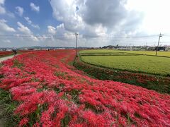 真っ赤な絨毯　矢勝川の彼岸花