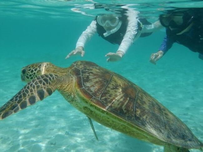 宮古島の東南部に位置する新城(あらぐすく)海岸へ向かいました。家族が予定していたシュノーケリングをするためです。8月繁忙期の新城海岸の駐車場、それはものすごいことになっていました。新城海岸はウミガメ遭遇率が高いと聞いてはいましたが、まさかツアー開始2~3分後にウミガメと遭遇するとは思っていなかったそうです。その後、美しい海岸線をドライブして来間島に渡り、竜宮城展望台から毎回寄ってしまう与那覇前浜ビーチ前に広がる宮古ブルーの絶景を観賞しました。