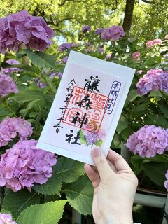 久しぶりの旅行！ゆっくり京都へ７日間⑤ 伏見観光と紫陽花に抹茶スイーツ