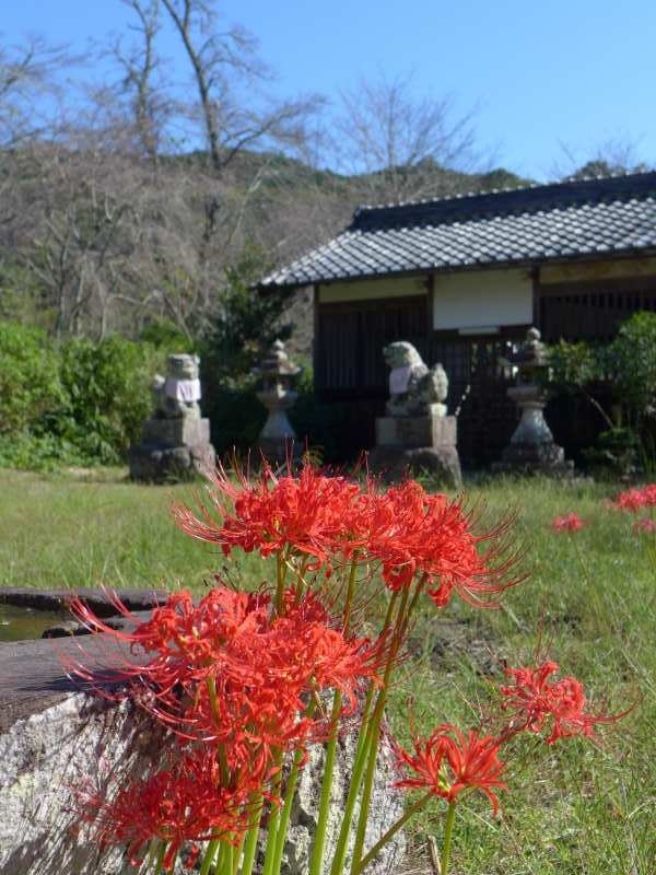 世尊寺（比曽寺跡）の彼岸花が見頃に<br /><br />大淀町・文化財<br />http://www.town.oyodo.lg.jp/contents_detail.php?frmId=491<br /><br /><br />