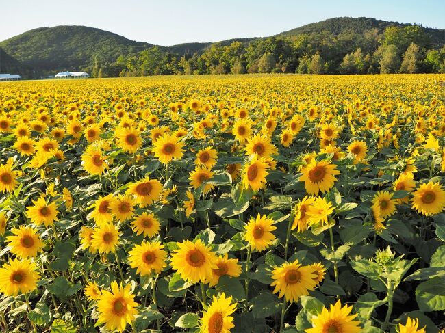 今回の旅はお天気が”命”の旅行。<br />網走エリアに３泊してホテルホッピング（値段の関係で分けました）<br />天気予報に従って、西へ東へ直前に予定ＦＩＸする作戦に！（天気予報あたるんだわ～）<br />9/21 晴：はなてんとから大曲湖畔園地のひまわり・コスモス<br />+卯原内サンゴ草と能取岬灯台<br />9/22 晴：知床五湖+サロマ湖の夕陽<br />9/23 雨：サンゴ草巡りと廃線跡めぐり<br />9/24 雨：網走刑務所博物館<br /><br />結果、あら意外に距離走りました。