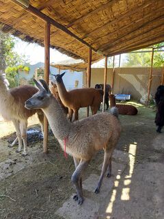 観光国家・ペルー縦断14日間の旅①～準備編～