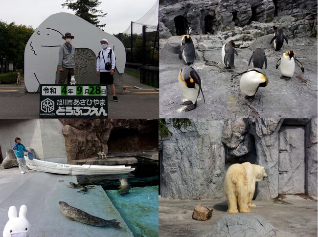 「ハクさん、旭山動物園に行ったことないの(・＿・)？北海道の旅の基本だよ」とシンさん。<br />実は８月にシンさんと共に北海道を旅する予定をしていたのですが、私が大病を患ってしまったこと、そして急に仕事が入ってしまいお流れに(泣)。<br />９月に何とか時間を作ることができたのですが、私の仕事の関係で１日だけ(;´Д｀)。<br /><br />シンさんも忙しい合間にも関わらず時間を作ってくれて、「会おう！」ということになり、弾丸ですが北海道へ行くことにしました。<br /><br />今回の旅のスケジュールは北海道在住のシンさんが立ててくれました。<br />メインは旭山動物園と大雪山が見える温泉。<br />シンさんのこだわりも垣間見れる旅のプランに私は驚きつつ、あっと言う間の休日を満喫したのでした。<br /><br />果たして、シンさんがどこにこだわって私を案内してくれたか？<br />旅行記をご覧下さればと思います(-人-)。<br /><br /><br />【旅行行程】<br />・旅行日１日目(9月27日)<br />仕事を終えて車で羽田空港へ→東京羽田空港20:15発ANA4737便搭乗→新千歳空港21:45着、ＪＲ特別快速エアポート21:55発乗車→札幌22:30着(乗換)23:05発特急カムイ47号乗車→旭川0:30着<br /><br />宿泊先：スマイルホテル旭川<br /><br />・旅行日２日目(9月28日)<br />旭山動物園の観光と森のゆ花神楽での温泉入湯<br /><br />旭川18:00特急ライラック40号乗車→札幌19:25着(乗換)19:35快速エアポート乗車→新千歳空港20:13着<br />21:00発ANA4738便搭乗→東京羽田空港22:40着→車で帰宅<br /><br />【諸経費など】<br />ＡＮＡフライト…特典航空券キャンペーン片道4,900マイル×２<br />　　※7月29日限定で手配<br />ＪＲ…札幌～旭川、トクだ値45%OFF、乗車券特急券込みで2,860円×２<br />　　　新千歳空港～札幌、1,150円×２<br />ホテル…スマイルホテル旭川、yahooトラベルにて手配、朝食付セミダブルツインルーム　8,640円←二人で<br /><br />※表紙の写真は旭山動物園内で撮ったものです^^。<br />一日の大半を動物園にいていろんな動物を見て回りました。