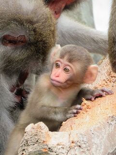 長野で1日2園早巡り【城山動物園/須坂市動物園 2020/08/09】