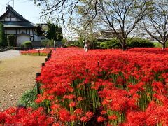 「恩林寺」の彼岸花_2022(3)_一部色褪せ枯れ始まってますが、まだ見頃継続中でした（群馬県・邑楽町）