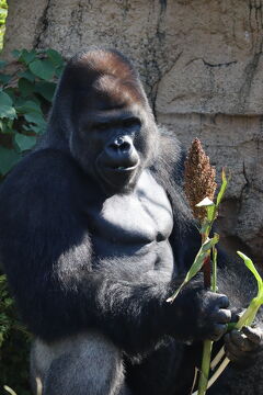 神社巡りの旅3日目 東山動物園と大須編