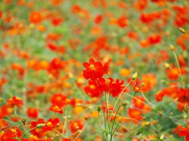 最近、どこにも花を見に行っていなかったので、秋の花が見たいなぁと隙間時間に浜離宮恩賜庭園へ行ってきました。本数は多くないけど、秋の花の代表格・曼殊沙華が咲いているという情報を見たのです。<br /><br />見頃のピークは過ぎているものの、意外にキバナコスモスもたくさん咲いていたので、そちらも楽しみつつ、、曼殊沙華（と野鳥も…）を探しながらお散歩してきました。<br /><br />よろしければご覧ください～！