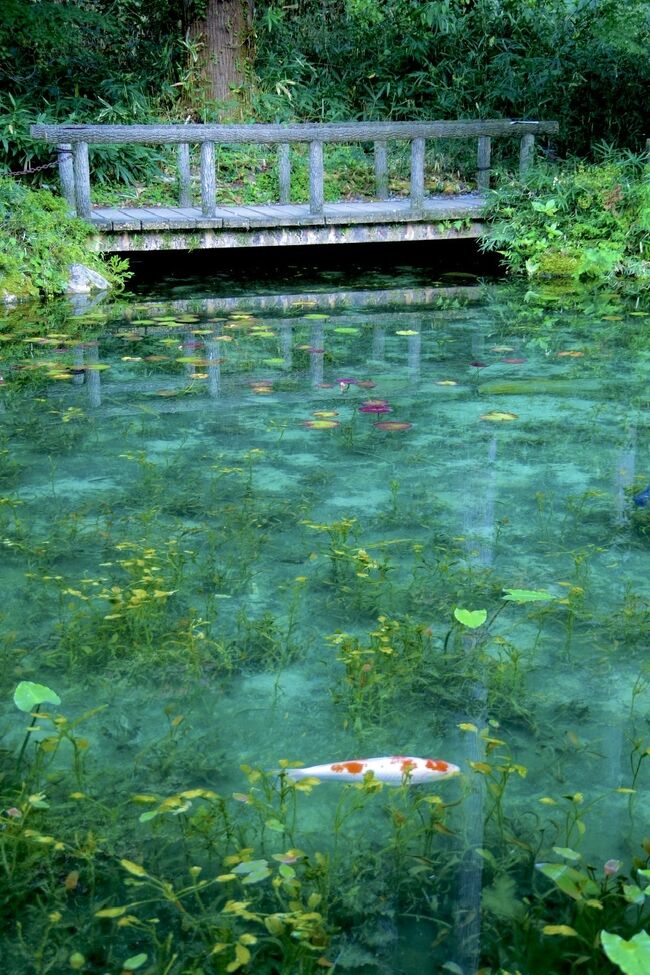 隣接県民も使えるようになってからというもの、県民割を存分に利用してお得な旅をしまくっていたこの頃の私。　実は、岐阜県には7月にも出かけたばかりなのですが、その時は県民割が適用にならなかったので(しかも、ホテルチェックイン時にそれを知らされ、かなり凹んだ…)、今回は7月のリベンジ旅行として計画しました。　今回はちょっとしたミスでまたしても、県民割適用ならず…!という失敗だけは避けようと、何度も何度も確認しました。<br /><br />前回、岐阜を訪れた時の旅行記は↓<br />https://4travel.jp/travelogue/11768452　(2022年7月)<br /><br />ちなみに、最近は週末のたびに遠出してる気がするので、有休を取得しなくても行ける土日の1泊2日旅を気軽に楽しんでいます。　My Carで遠出しちゃうと、日曜日の夜とかに帰宅して、翌日からフツーにお仕事…っていうのはかなり体力的に厳しいんですけど、相変わらずテレワークの日々なので、その辺は助かってますね。　<br /><br />ちなみに、この2日間で、400km運転してました!