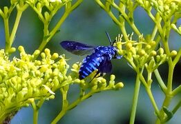 馬場花木園散歩　８月の花（３６種）　２０２２年