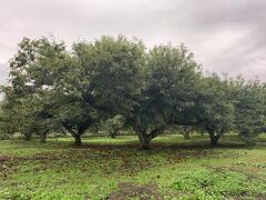 日本で一番大きな西明寺栗の栗拾い体験を予約するも雨