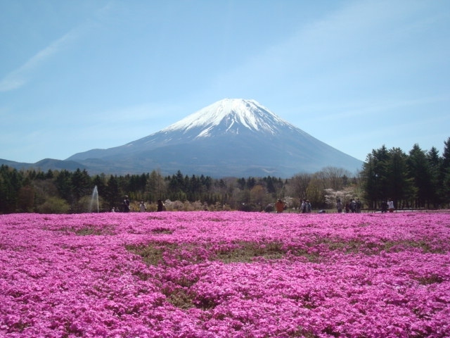 富士芝桜ライナー(バス)で、河口湖駅から富士芝桜まつりへ。食事を含めて1時間半程滞在しました。見頃には少し早い6分咲きでしたが、天気も良く、きれいな景色を見ることができました。