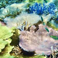 夏の終わりは、西表島へ元気な珊瑚に会いに行く♪
