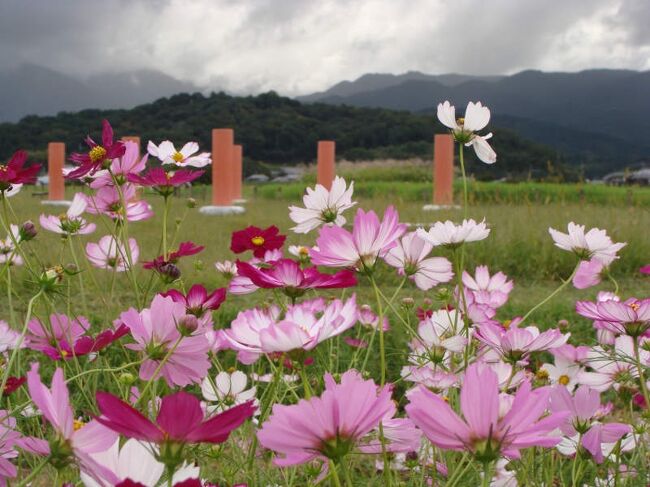 藤原宮跡のコスモスが開花<br /><br /><br /><br />藤原宮跡　コスモス（秋ゾーン）開花状況<br />https://www.city.kashihara.nara.jp/article?id=631683e865909e0c02550db5<br /><br />かしはら探訪ナビ<br />https://www.city.kashihara.nara.jp/kankou/own_sekaiisan/hanadayori/kosumosu.html