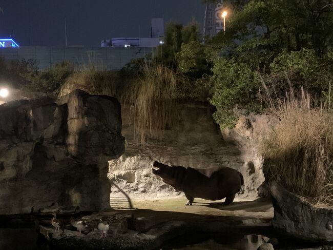 大阪天王寺動物園『夏のナイトZOO』へ行ってきました。<br />普段は17時閉園ですが、ナイトZOO期間は21時までオープンしています。<br />何度も通っている動物園ですが、夜はまた違った動物たちの顔が見られ、とっても楽しかったです。<br />