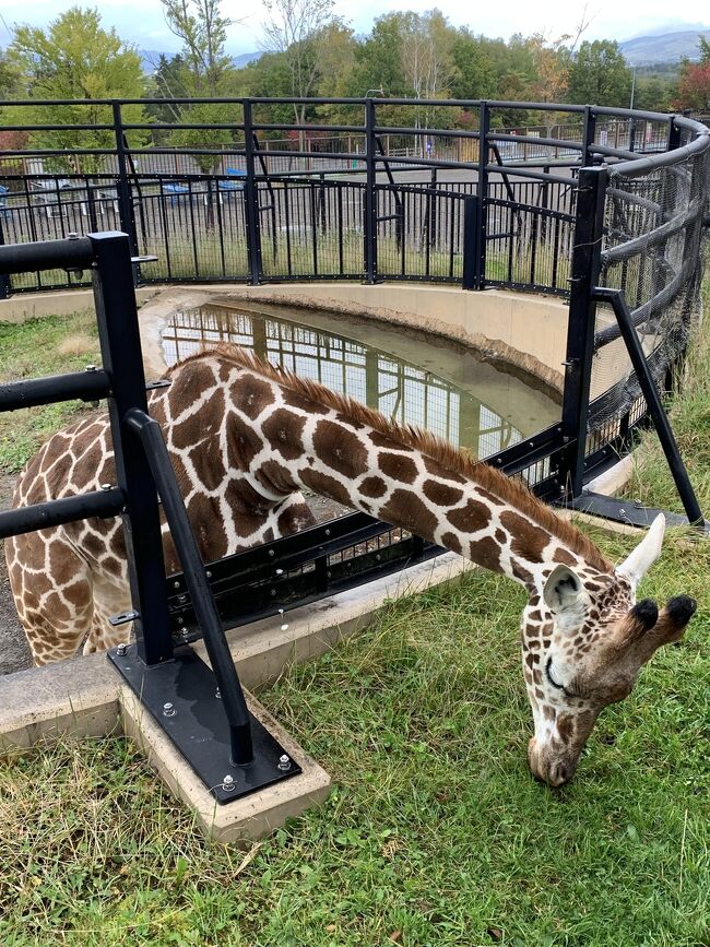 札幌定期観光バス　旭山動物園　北海道神宮　白い恋人パーク　大倉山ジャンプ競技場　根室花まる　サッポロビール園　京王プラザホテル札幌！