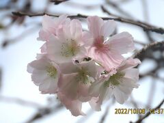 今年初めて見られた冬桜