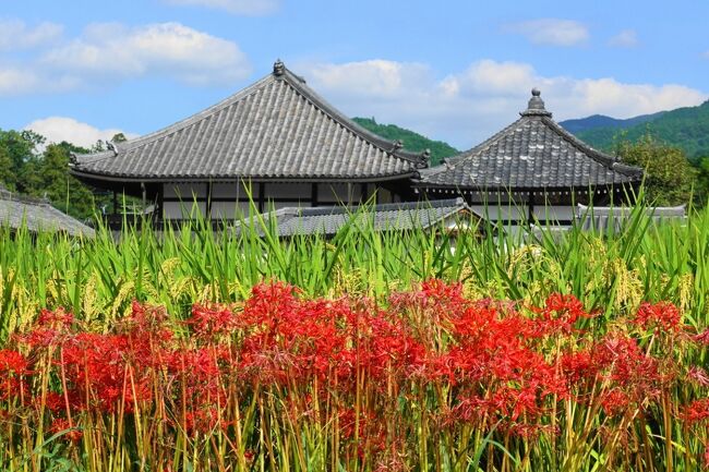 2022年9月。京都を足場に、明日香や永平寺まで足を伸ばしました。<br /><br />その2は明日香村のサイクリング。ほんとうは稲渕棚田周辺で行われる彼岸花祭りを目指していたのですが、電動レンタサイクルを借りられず断念。それでもキトラ古墳から高松塚、石舞台、飛鳥寺と、飛鳥歴史公園内をじっくり回れました。ところどころで彼岸花にも出会えましたよ。<br /><br />・飛鳥駅到着<br />・猿石と欽明天皇陵<br />・キトラ古墳<br />・高松塚古墳<br />・朝風峠を目指すも断念、ちょっとだけ棚田を<br />・亀石から橘寺へ<br />・石舞台<br />・飛鳥宮跡から酒船石へ<br />・飛鳥寺<br /><br />表紙写真は、飛鳥寺と彼岸花。
