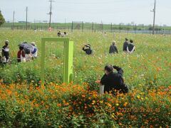 柏市のあけぼの山農業公園・コスモス・日曜日・2022年10月