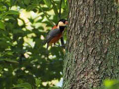 野鳥を探して☆水元公園を散策