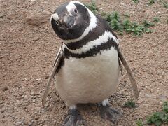 バルデス半島その１ マゼランペンギンの繁殖地へ
