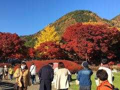 STEPトラベル「秋の甲斐路紀行  河口湖紅葉まつり」無料日帰りバスツアーに一人で参加してきました