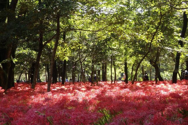 ムーミンバレーパークも巾着田の曼殊沙華も両方とも行ってみたかった場所だったうえに県民割で半額、さらに２０００円のお買いものクーポン付でとにかくお得な日帰りバスツアーで行ってきました。<br /><br />曼殊沙華がちょうど見ごろの満開で良いタイミングでした。<br />ムーミンバレーパークも程よい混雑具合でした、ワンちゃんを連れて入園できるためワンちゃん連れも多かったです。<br /><br />巾着田は駅から徒歩で来る方も多く徒歩の行列ができていた。