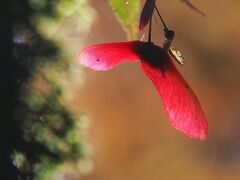 バンデューセン植物園　晩夏の花と紅葉のハーベストデー