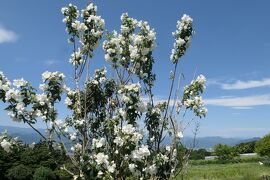 初夏の信州　薔薇紀行♪　Vol.79 ☆東御：ヴィラデストワイナリー初夏の花と薔薇の美しい庭園♪