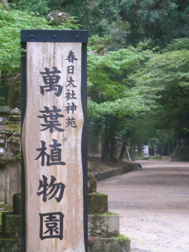 萬葉植物園　－萬葉集に詠まれた植物を植栽する植物園<br />昭和7年、萬葉集にゆかりの深い春日野の地に昭和天皇より御下賜金を頂き、約300種の萬葉植物を植栽する日本で最も古い萬葉植物園として開園いたしました。山野にいのちを芽生えさす草木が多く、現在はなるべく人的な手を加えず、自然のままに生かし、訪れる人々に安らぎを与える場として親しまれています。<br />約3ヘクタール（9,000坪）の園内は萬葉園・五穀の里・椿園・藤の園で構成されています。<br /><br />◆萬葉植物とは<br />萬葉集には約180種類の萬葉名で詠まれた植物が登場します。現代の植物名とは異なるものも多く、多数の植物説があるものを含むため、約300種類が萬葉植物とされています。<br /><br />鑑賞用の植物もありますが、多くは目立たずそっと生きている植物です。<br />食用、薬用、衣料、染料、さらには建築・工芸の材料など実用的な用途を持ち、人間の生活に密接に寄り添い生きてきました。<br />https://www.kasugataisha.or.jp/manyou-s/ 　より引用<br /><br />春日大社（かすがたいしゃ）は、奈良県奈良市春日野町にある神社。社格は官幣大社で、現在は神社本庁の別表神社。神紋は「下がり藤」。<br />全国に約1,000社ある春日神社の総本社である。ユネスコの世界遺産に「古都奈良の文化財」の1つとして登録されている。<br /><br />奈良時代の神護景雲2年（768年）に平城京の守護と国民の繁栄を祈願するために創建され、中臣氏・藤原氏の氏神を祀る。主祭神の武甕槌命が白鹿に乗ってきたとされることから、鹿を神使とする。<br />1946年（昭和21年）12月、近代社格制度の廃止に伴い、現在の「春日大社」に改称した。<br />（フリー百科事典『ウィキペディア（Wikipedia）』より引用）<br /><br />春日大社　については・・<br />https://www.kasugataisha.or.jp/<br /><br />