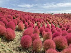 全国旅行支援初日『真っ赤なコキアと笠間の栗』で大満足の茨城旅／国営ひたち海浜公園、道の駅かさま他