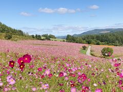 北海道日記④　9月　　キャッチャーインザ コスモス　遠軽の。