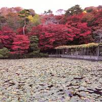 2022 11 「全国旅行支援」 毛越寺 鳴子 銀山温泉 立石寺 日本100名城×5