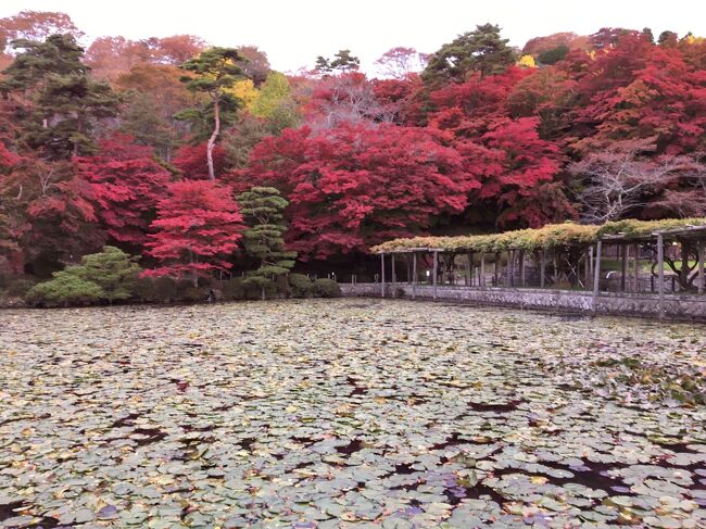 全国旅行支援キャンペーンを利用して、旅をお安く!と頑張りましたが、今回はかなり手間と時間がかりました...10月11日開始でも、事前予約も事後申請出来るとの旅行会社のコメントでしたが、始まればどこの旅行会社も、すぐにネットはパンク状態になり、10月11日中に予算終了!と宣言した県がたくさん出ました。..事前予約しなくて良かった! 私は宮城県で2泊の予定で、最初の鳴子温泉は運よく割引価格で取れましたが、それからは繋がっても,全国旅行支援表示は有りなのに正規の料金のみで、決済時に割引の画面が出てこないネット旅行会社や、割引へ導かれないシステムエラーのネット旅行会社!(ネット大手なのに、こんなチャンスを逃して、どんくさ!)とか、混雑しているため、再度検索してくださいとか、のネットパンク状態の中で、宿泊価格の比較があるため、数件の旅行会社を切り替え切り替え数時間頑張りました(..ネットのパンク状態には、老化による思考パンク状態で対抗!)が、2泊めはその日は取れませんでした。そして翌日再度挑戦しようとしたら、驚きの宣言で、宮城県は予算終了との事でした!..なので今度は旅程まで変更して、支援受付中の福島県で取ろうとしましたが、又もや初日と同じで改善されておらず、正規の決済料金画面(全国旅行支援表示は有りなのに)の会社が多い...すると福島県の宿泊は、旅館の公式ホームページで予約し、福島県「来て」割powered by STAYNAVIというホームページ https://fukushima-pr2.staynavi.direct/ で予約登録すれば、クーポンコードがもらえると知り、旅行会社を通さず、この方法でなんとか確定させる事が出来ました。翌日なんと!福島県も驚きの予算終了宣言でした。Go to の時は簡単だったのに、今回は何故こんなにパンク状態になったのでしょうね。2社のネット大手旅行会社って、こんな大きな商機を逃して、段取り悪すぎじゃない!システム担当者はきっと左遷やね。<br />翌日の10/12に、予約受付を終了した都道府県 岩手県、宮城県、山形県、福島県、栃木県、埼玉県、新潟県、愛媛県、長崎県、熊本県、宮崎県 <br />地域クーポン券が使える店舗・施設一覧 https://travelplanet.jp/coupon-zenkoku