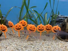 しながわ水族館へ行って来た！（大森海岸の方です）