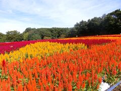 歴史ある国営武蔵丘陵森林公園