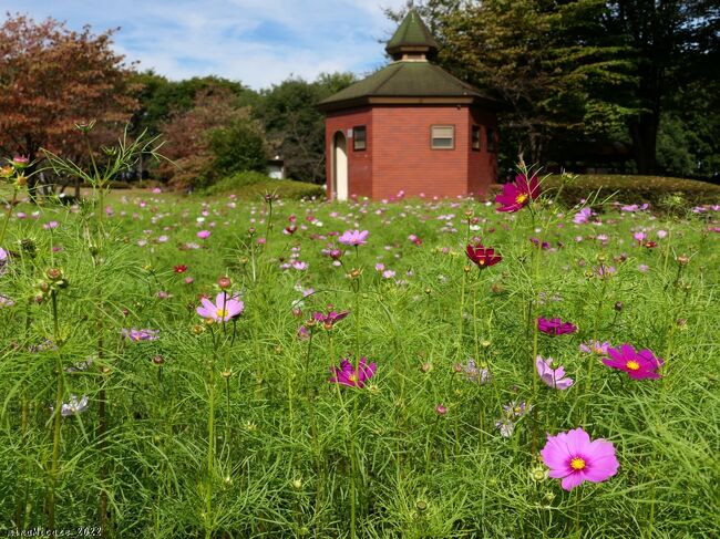 深谷市の「深谷グリーンパーク」へ、コスモスを見に行きました。ホームページの開花情報は、10月3日付けの「一番花が咲きました～♪」が最新で、その後更新されていません。なので、８日後のこの日に行ってみたら、だいぶ咲き始めていて、印象としては１割くらいの開花でした。<br /><br />現地の説明板には、「10月25日頃から見頃になる」と書かれていました。２週間後ですね。その頃に秋晴れになるといいですね。