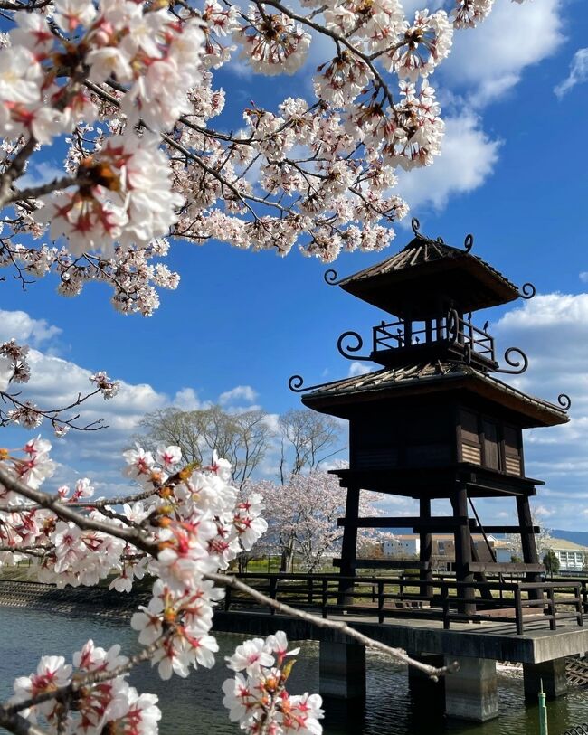 2022年　桜巡りの旅☆北陸～関西【10】JOECOOLご夫妻お勧めの奈良桜巡り～ガブちゃんと一緒に～