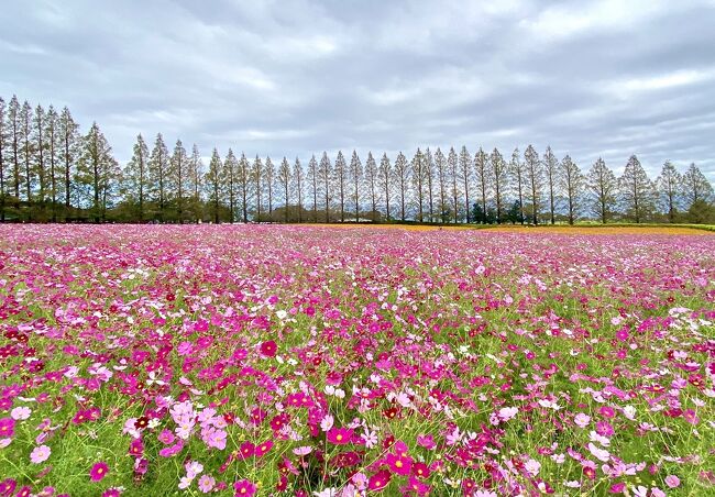 韓国岳に登った後、えびの高原から白鳥展望台を経由して生駒高原に向かいました。<br /><br />コスモスが沢山咲いているとは聞いていましたが、12万平方メートルの広大な敷地に、16種類・約100万本のコスモスは圧巻でした。<br /><br />この規模が見られて600円は値打ちあると思います。<br /><br />9時に到着した時は、数名しか来ていませんでしたが、10時過ぎに帰る時は駐車場にも沢山の車がとまっていました。人を入れずに写真を撮りたいなら早めに行くことをお勧めします。<br /><br />ハート型の花環、木のブランコなどSNS向きの場所も設定されており、ドッグランもあります。<br /><br />屋台も沢山立ち並んでおり、軽く食事をしたりすることもできます。我家は行くのが早かったので、まだ準備ができていない店が多く、うどん、ソフトクリームだけ食べることができました。<br /><br />動画にまとめてみました(4分15秒)<br />https://youtu.be/lRGRpQmWlyE<br />