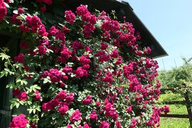 初夏の信州　薔薇紀行♪　Vol.94 ☆東御：ヴィラデストワイナリー初夏の花と薔薇の美しい庭園♪
