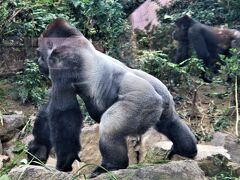 迫力満点ゴリラの展示が素晴らしい京都市動物園