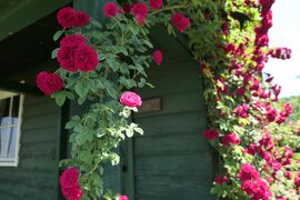 初夏の信州　薔薇紀行♪　Vol.96 ☆東御：ヴィラデストワイナリー初夏の花と薔薇の美しい庭園♪