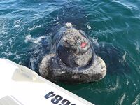 バルデス半島その３ ようやくミナミセミクジラを観察へ