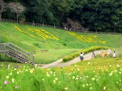 季節の花に逢いに行こう！小春日和のおだやかな日にコスモス鑑賞♪