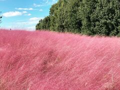 万博記念公園にコキアとコスモスを見に行こう