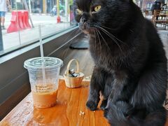 2022年7-9月　タイ旅2022夏#35 (チェンライ・CAT 'n' A CUP Cat Cafe)