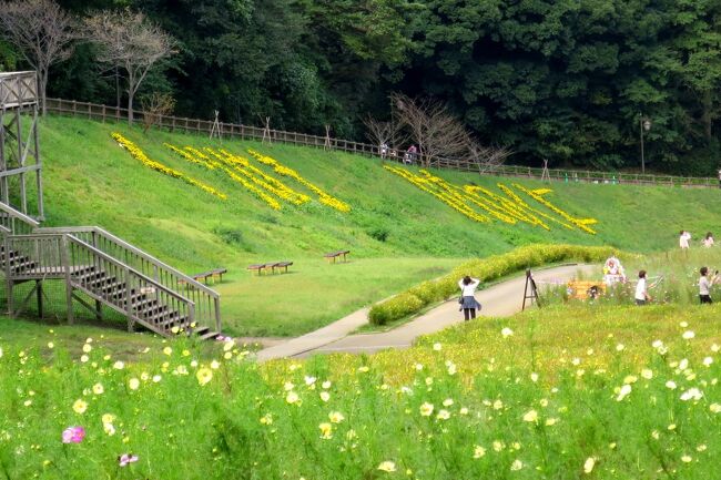 季節の花に逢いに行こう！小春日和のおだやかな日にコスモス鑑賞♪