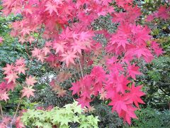 花と緑の振興センター・興禅院・小林もみじ園★初秋の安行散策2022年10月